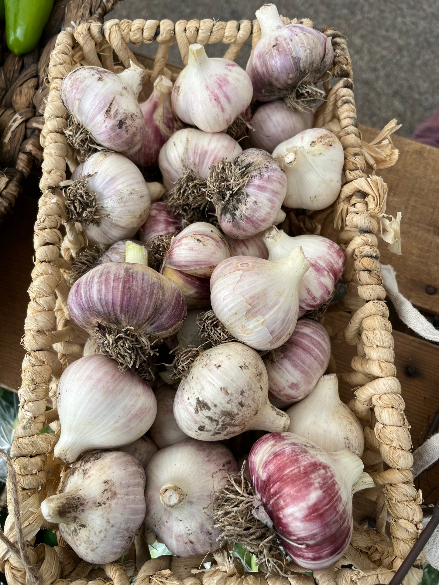 Garlic