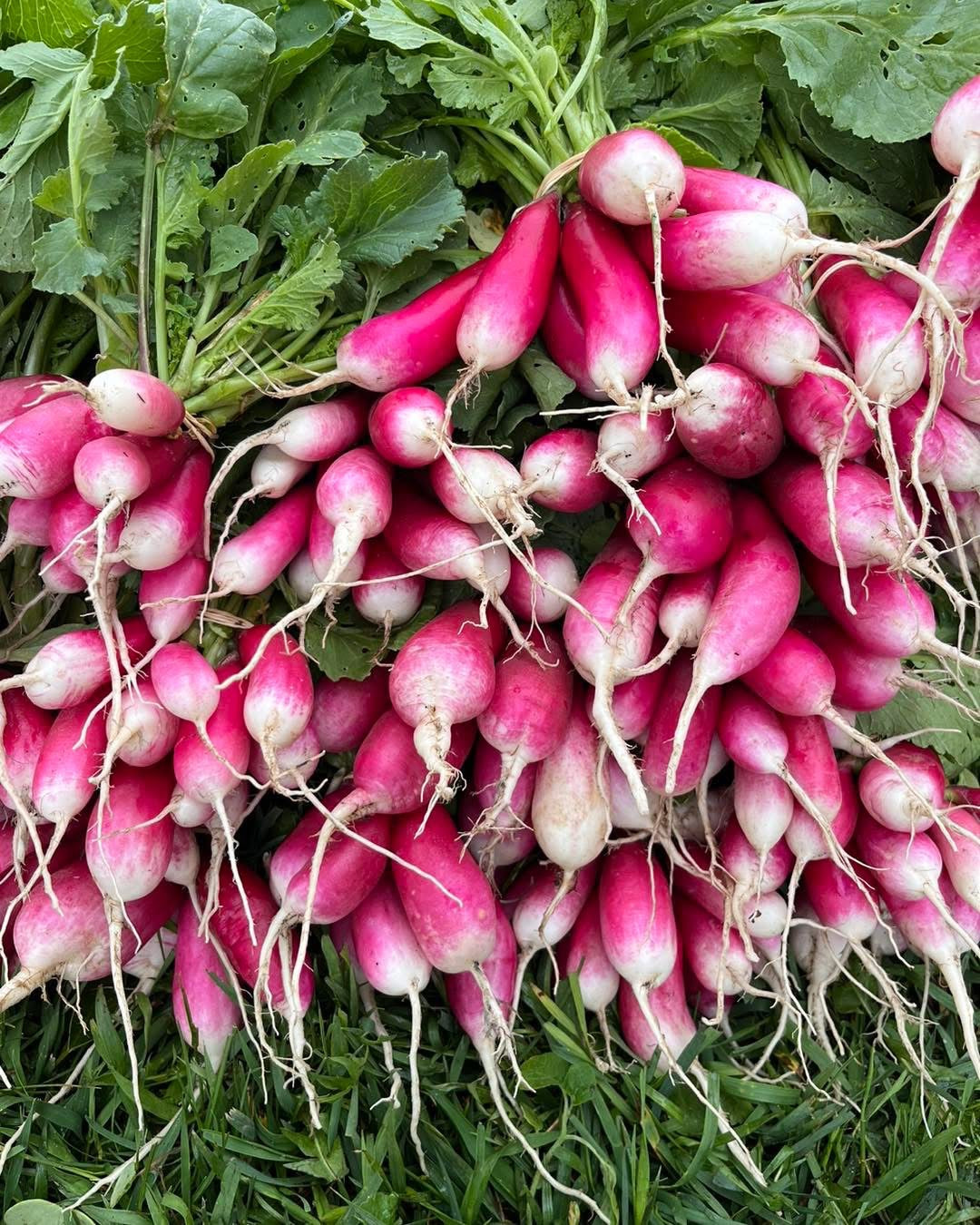 Radishes