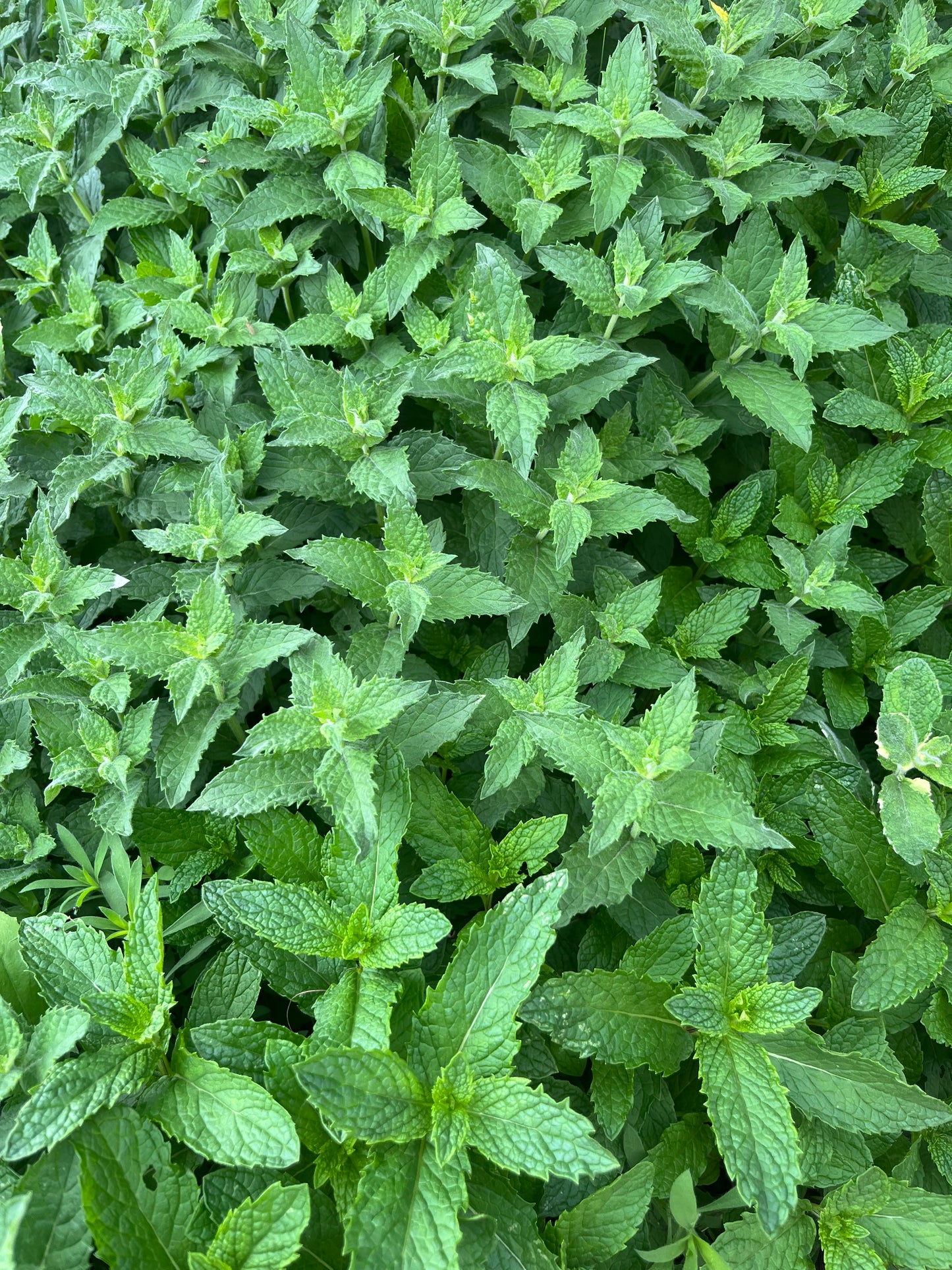 Herb & Apothecary Class