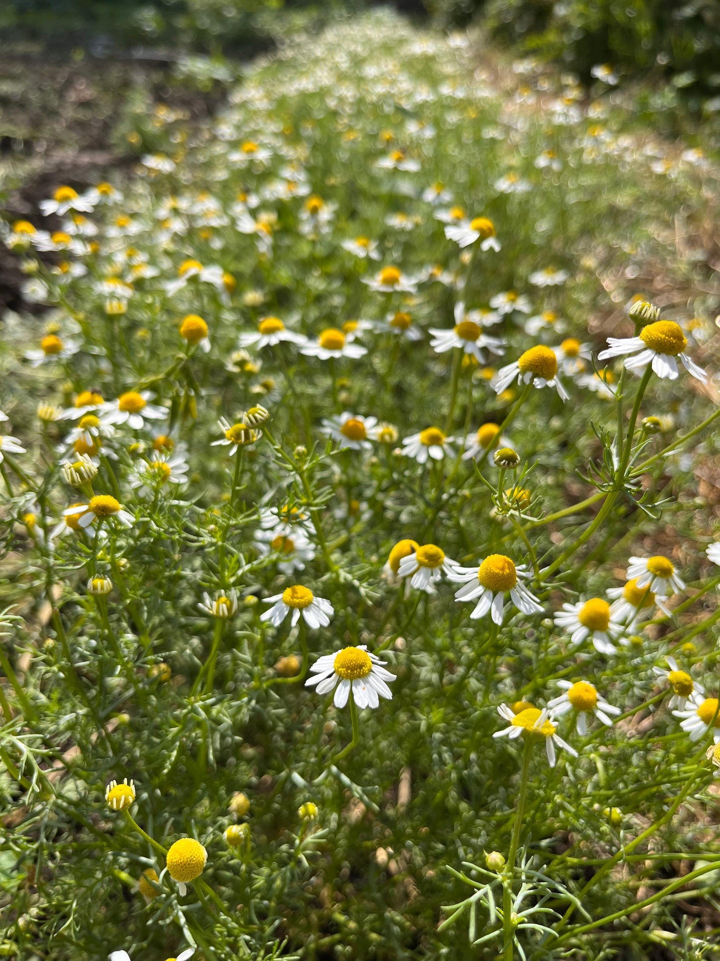 Chamomile Tea