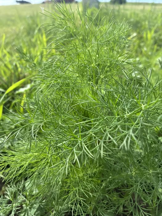 Dill