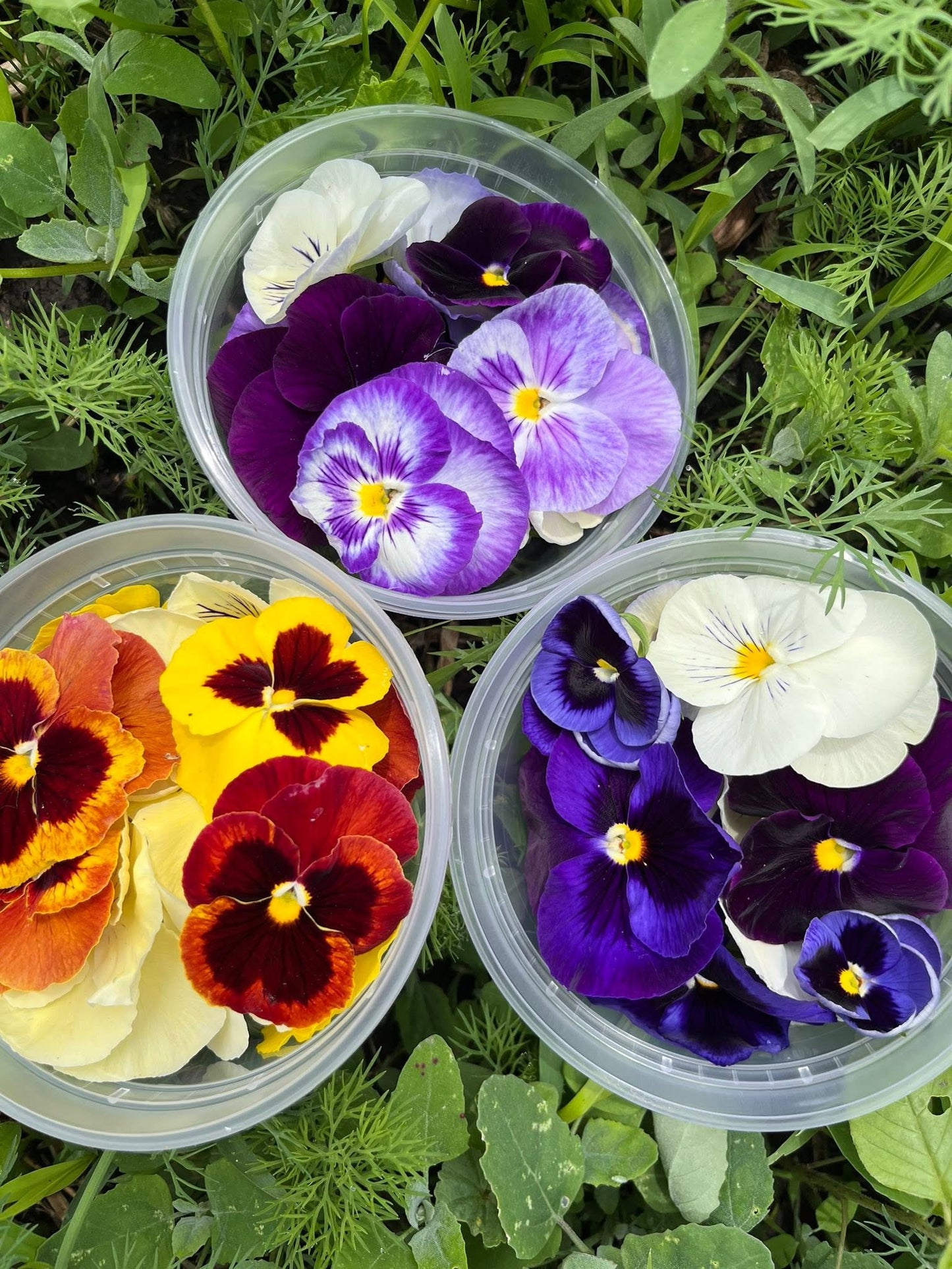 Edible Flowers