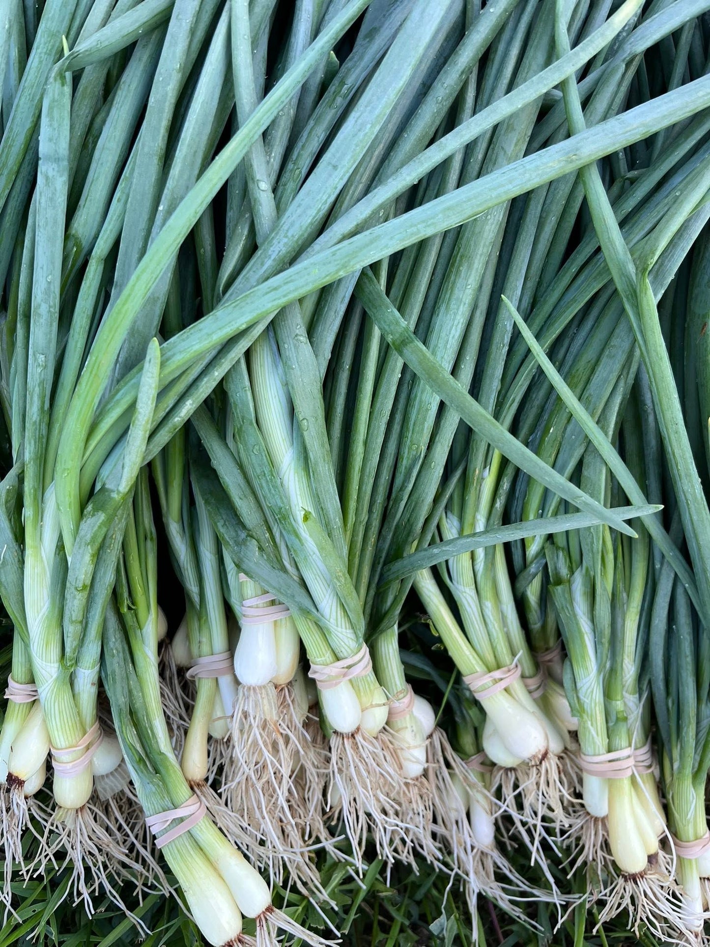 Green Onions
