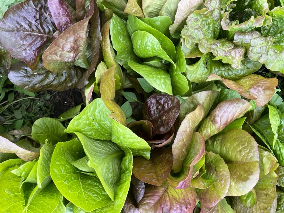 Lettuce