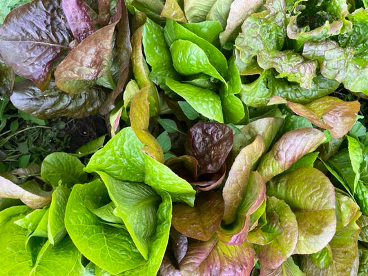 Lettuce
