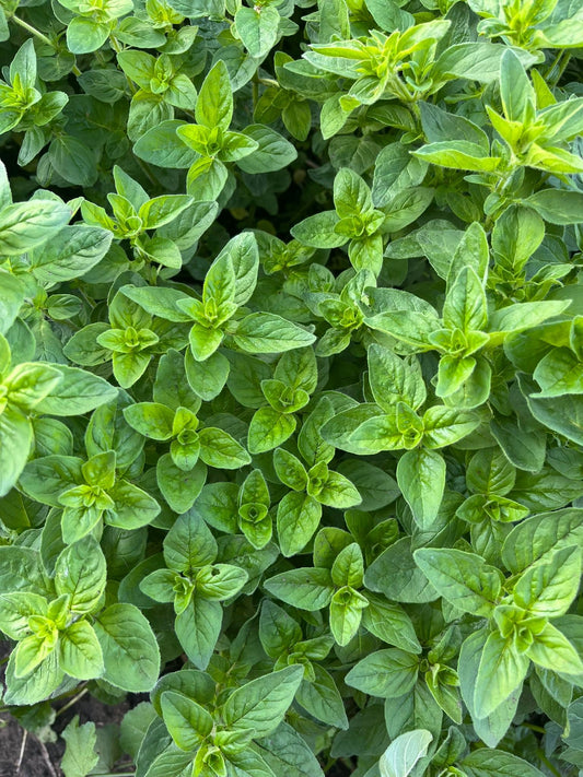 Oregano