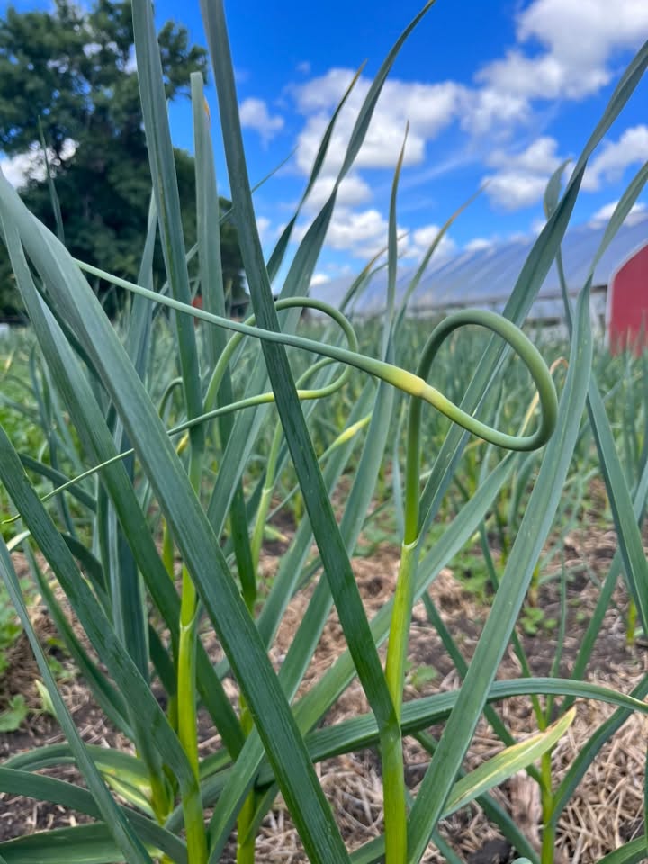 Garlic Scapes