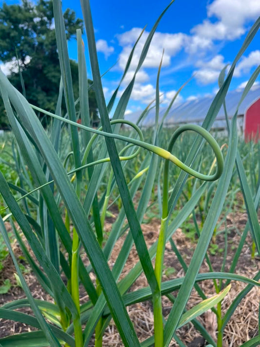 Garlic Scapes